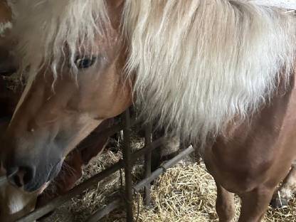 Haflinger
