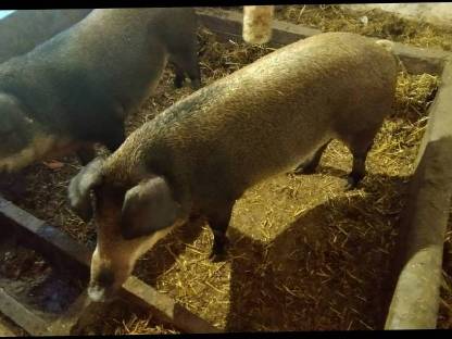 Bild 5:Fertig gemästeter Duroc-Mangalitza Kastrat