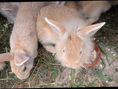 Bild 4:Einige junge Löwenkopf Zwergkaninchen