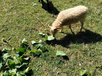 Bild 4:Walliser Schwarznasen Widder, Tauernschecken und Quesant