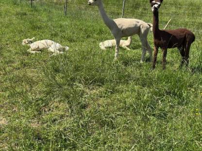 Bild 2:Alpaka Wallach