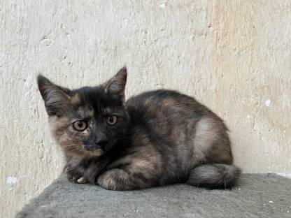 Bild 5:Kätzchen - Babykatzen - Langhaar - Halblanghaar - Kurzhaar