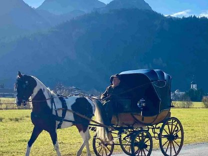 Bild 8:Fuchsscheck Hengstfohlen WH Aayan