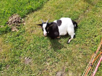 Bild 2:Zwergziegenpaar