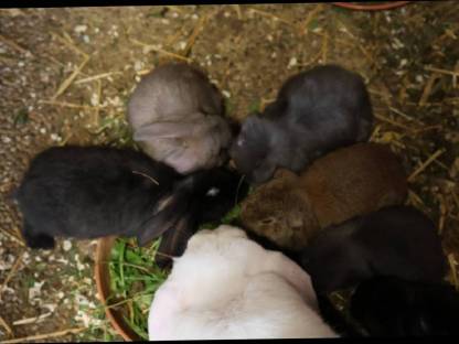 Bild 9:Deutsche Widder Jungtiere