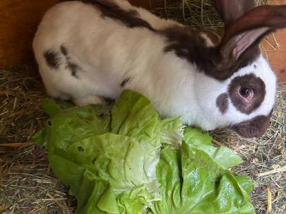 Weiblicher Hase