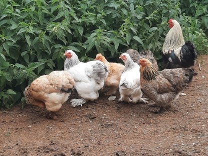 Bild 2:Brahma-Hühner