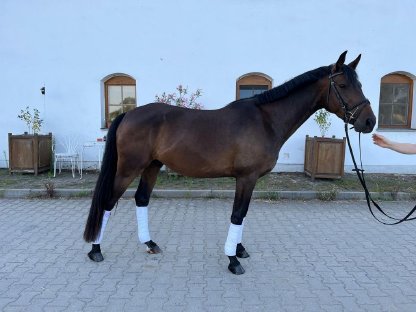 Bild 2:Vielversprechender Reitpony-Wallach