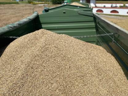 Bild 3:Futterdinkel in Spelz oder geschält