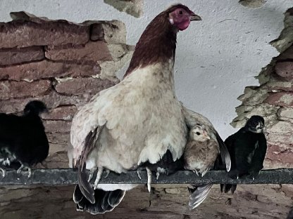 Bild 9:Bunte Hühner