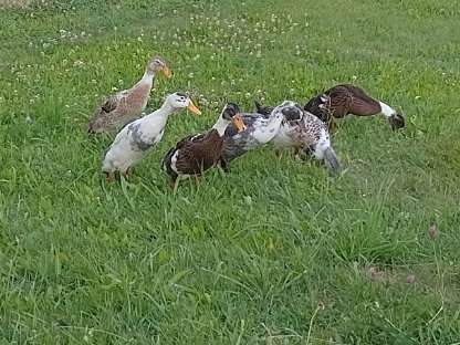 Bild 2:Verkaufe adulte Laufenten