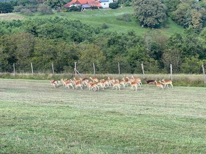 Bild 3:Damwild handaufgezogen