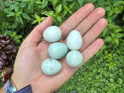 Bild 8:Bruteier Celadonwachtel