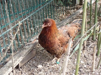 Bild 3:Grünleger - Deutsches Buschhuhn