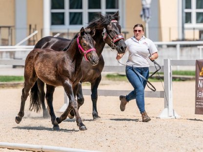 Bild 5:Norikerstutfohlen