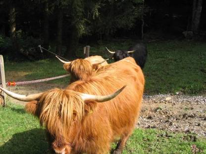 Verkaufe Hochlandrind und Fleisch