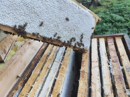 Bild 4:Verkaufe Blütenhonig aus dem Waldviertel