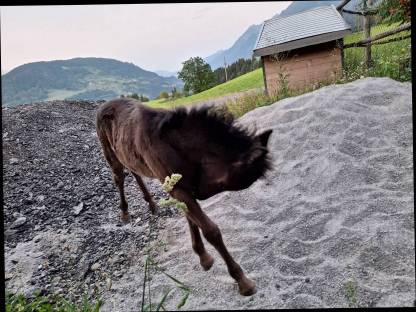 Bild 6:Shetty Pony Hengst Fohlen