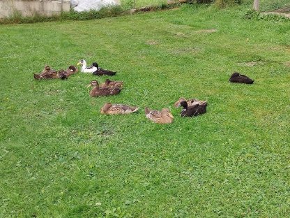 Bild 3:Laufente, Erpel