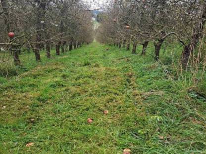 Bild 7:Mulcharbeiten, Mäharbeit, Böschungsmähen