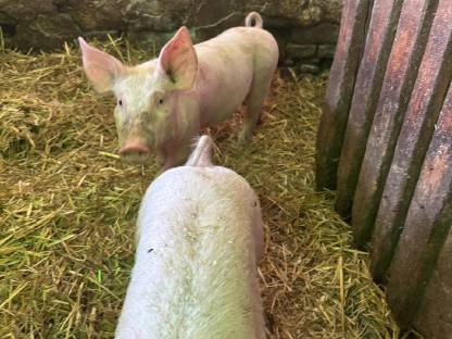 Bild 4:Ferkel Edelschwein x Pietrain