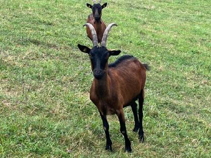 Bild 2:Pinzgauer Ziegen HB