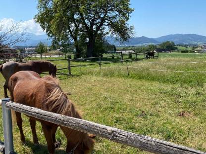 Bild 5:Pferdeboxen - Einstellplatz frei