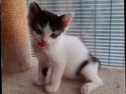 Bild 4:Ragdoll - Europäisch Langhaar Edelkitten