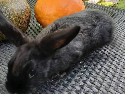 Bild 5:Hasen Männchen