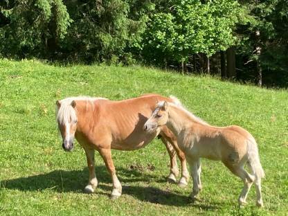 Haflinger Hengstfohlen