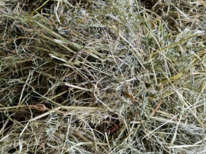 Bild 2:Heu, 1. Schnitt