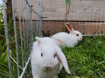 Zwerghasen Babys