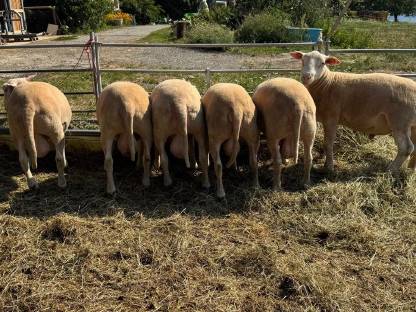 Bild 6:Berrichon Zuchtwidder