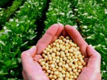 Bild 2:Soja toasten und pressen