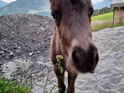 Bild 5:Shetty Pony Hengst Fohlen