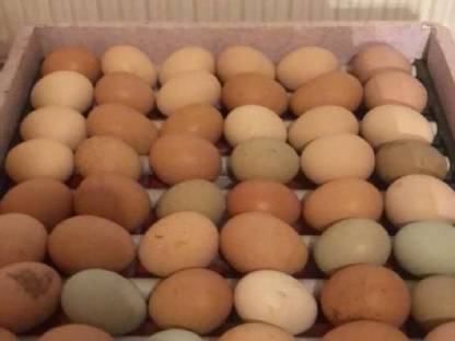 Bild 4:Bruteier Buntleger