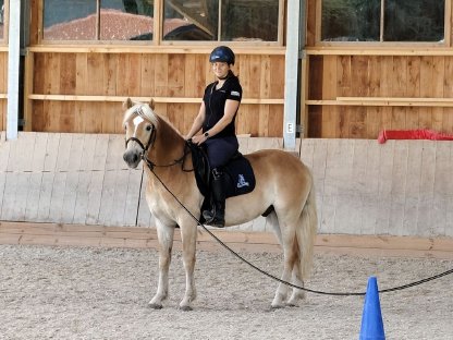 Bild 2:3,5-jähriger korrekter Haflingerwallach