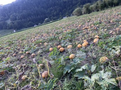 Suche Ackerflächen
