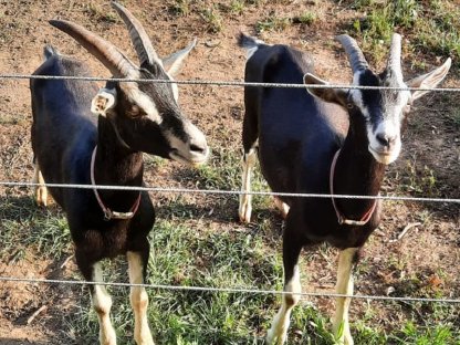 Bild 6:Bündner Strahlenziegenböcke