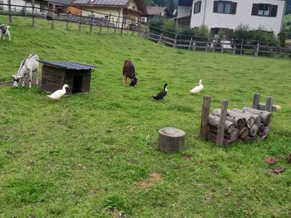 Bild 3:Laufenten Erpel