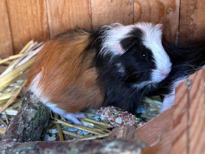 Bild 3:Meerschweinchen