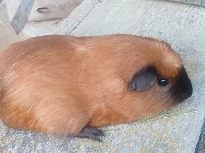 2 Meerschweinchen Männchen