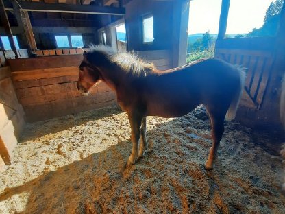 Bild 5:Verkaufe Dunkel-Fuchsstute mit Stutfohlen