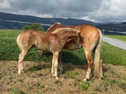 Bild 2:Haflingerstutfohlen Raya