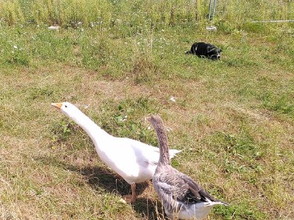 Bild 3:Österreichische Landgans Zuchtpaar, bio