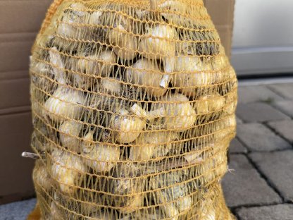 Bild 4:Bio Knoblauch