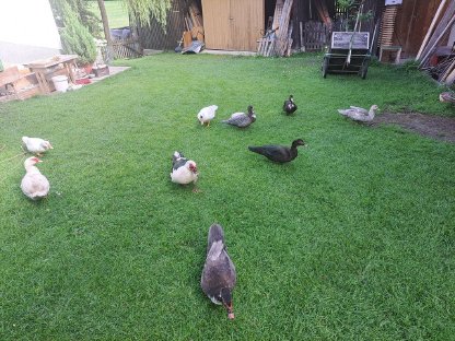 Bild 3:Moschusenten, Warzenenten