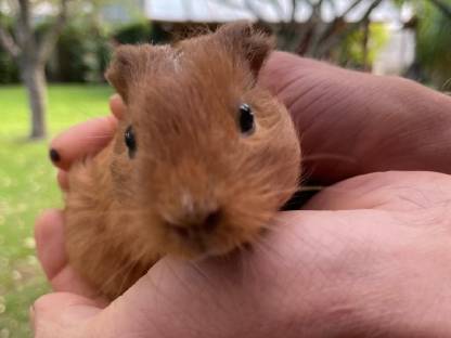 Meerschweinchen