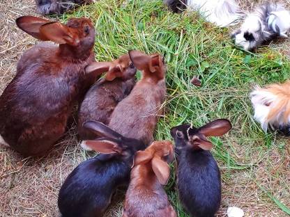 Bild 8:Hasenkaninchen reinrassig