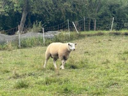 Bild 2:Texel Widder Schafbock